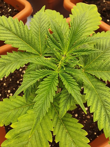 Growreport Bild 13