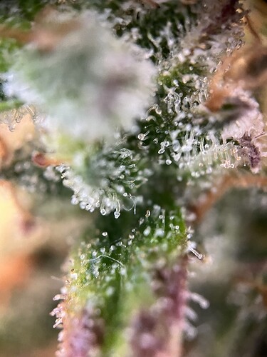 Growreport Bild 42