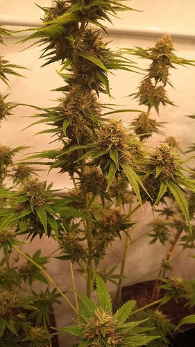 Growreport Bild 62