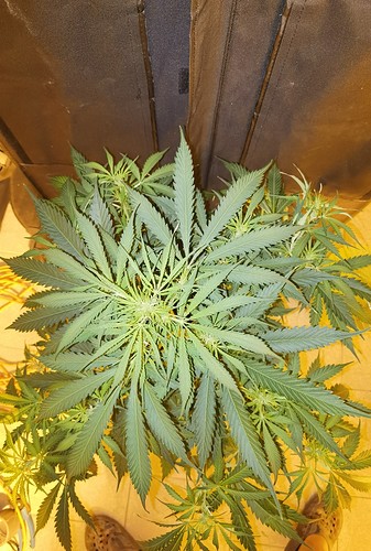 Growreport Bild 31