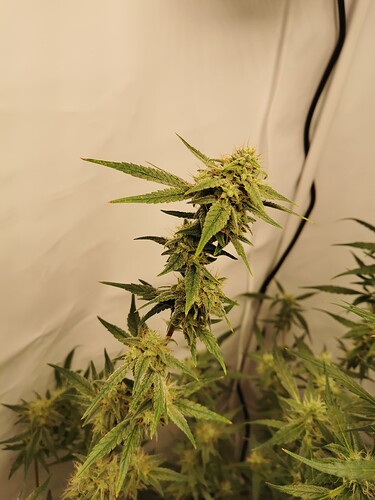 Growreport Bild 14