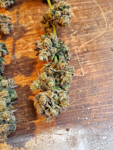 Growreport Bild 34