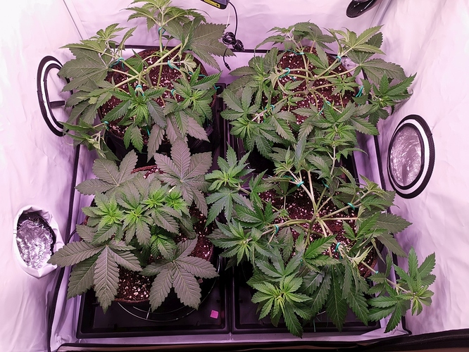 Growreport Bild 12