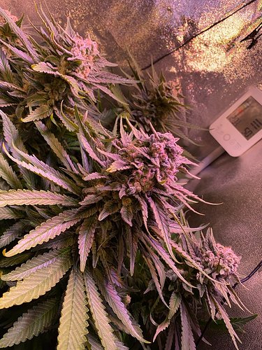 Growreport Bild 7