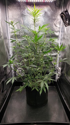 Growreport Bild 2