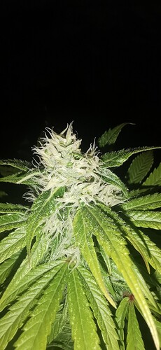 Growreport Bild 10