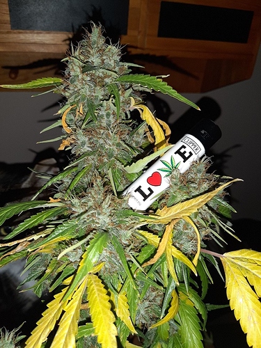 Growreport Bild 5