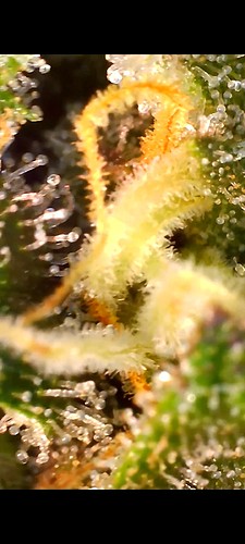 Nahaufnahme von Cannabis-Trichomen im Blüte-Stadium, mit sichtbaren Harzdrüsen und Pistillen.