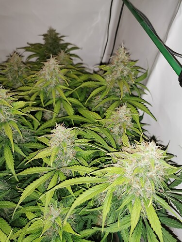 Growreport Bild 4