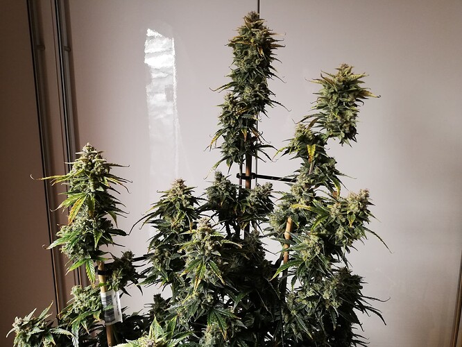 GG#1_240120-8