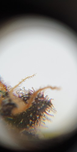 Growreport Bild 3