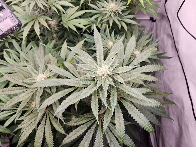 Growreport Bild 3