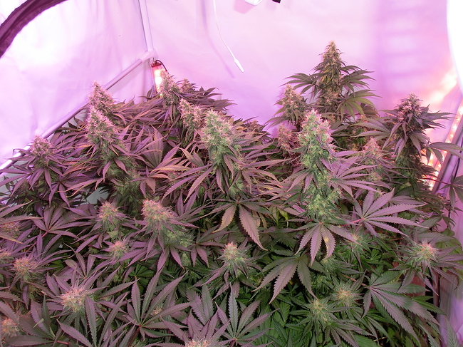 Growreport Bild 12