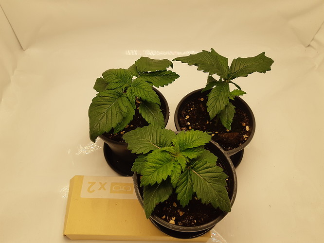 Growreport Bild 7