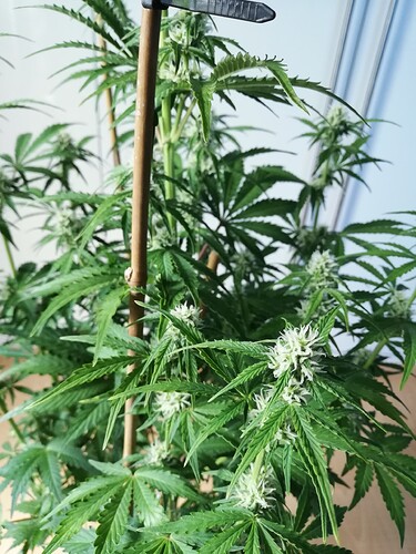 Growreport Bild 52