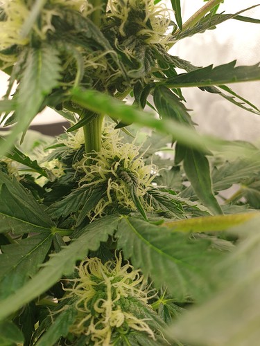 Growreport Bild 3