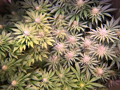 Growreport Bild 4