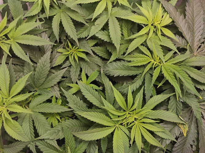 Growreport Bild 2