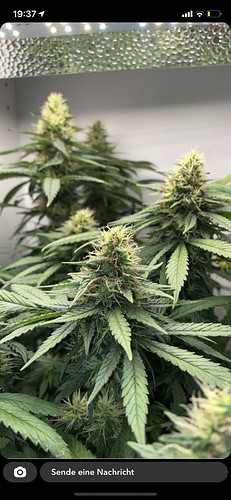 Growreport Bild 5