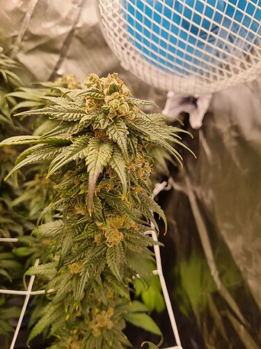 Growreport Bild 36