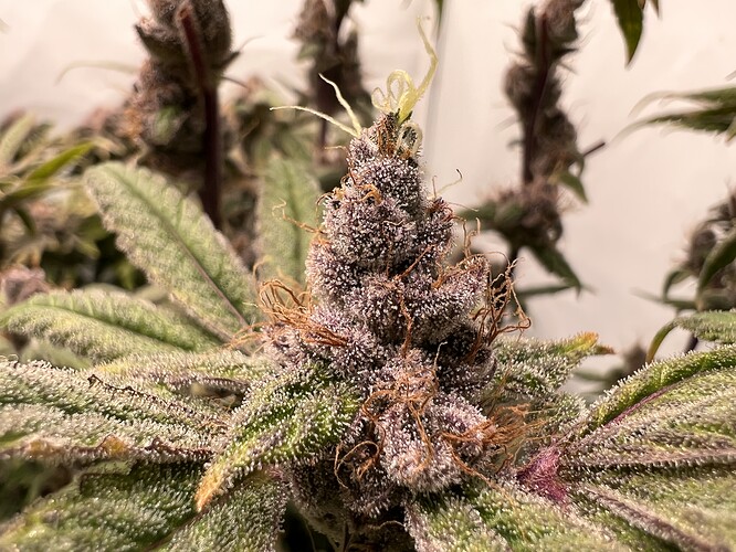 Growreport Bild 23