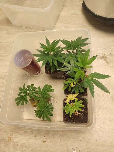 Growreport Bild 5