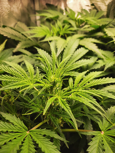 Growreport Bild 5