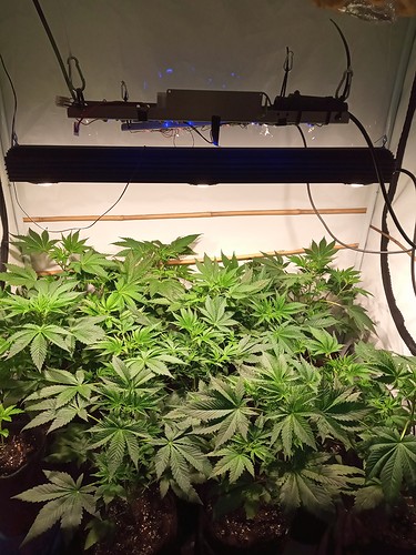 Growreport Bild 47