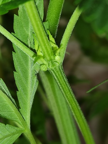Growreport Bild 12