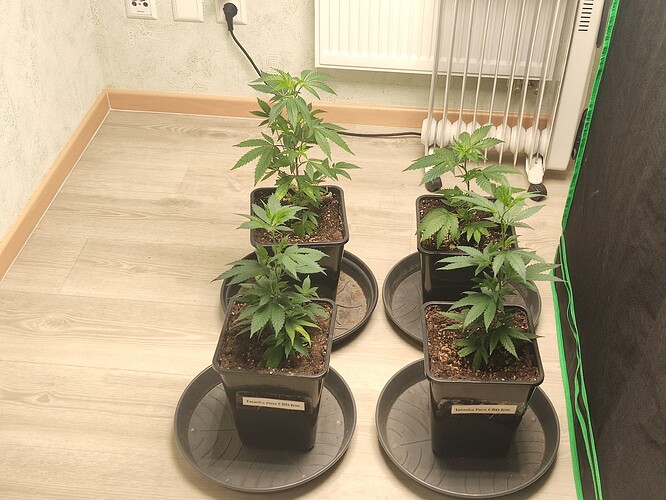 Growreport Bild 1