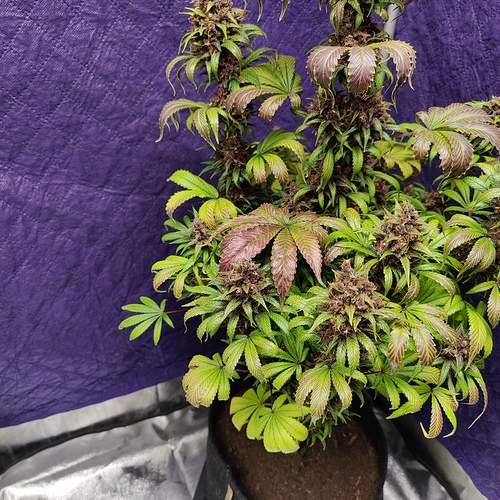Growreport Bild 46