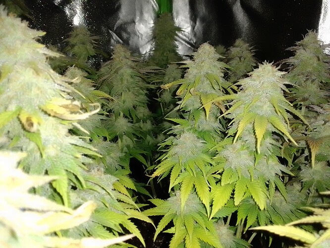 Growreport Bild 3