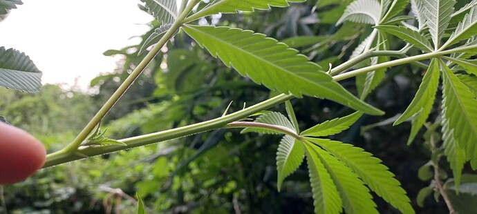 Growreport Bild 6