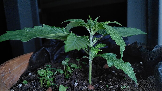 Growreport Bild 5