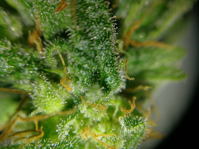 Growreport Bild 8