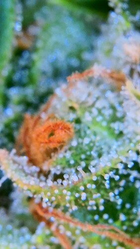Growreport Bild 1