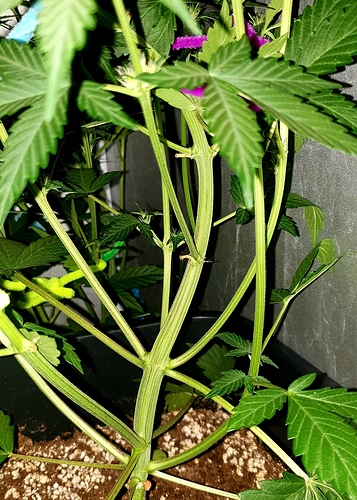 Growreport Bild 4