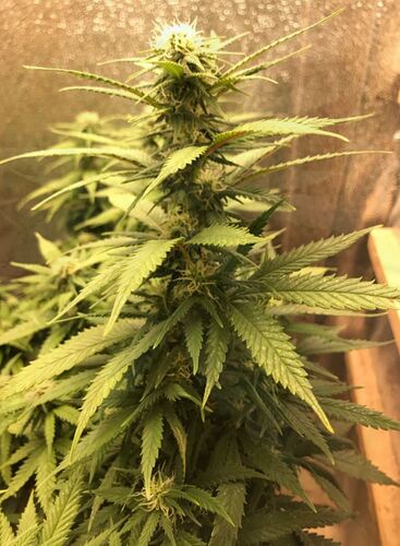 trainwreck_blaetter1