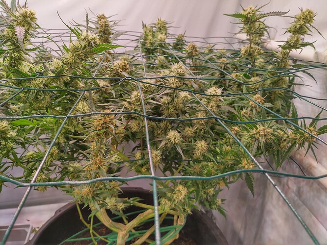 Growreport Bild 6