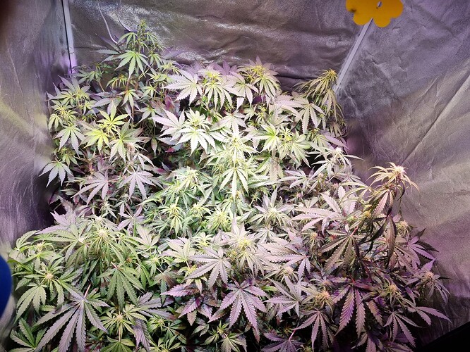 Growreport Bild 25