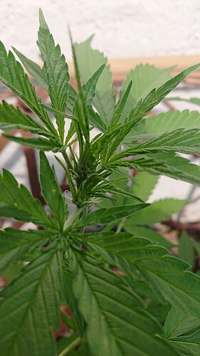 HulkBerry Auto Fäden