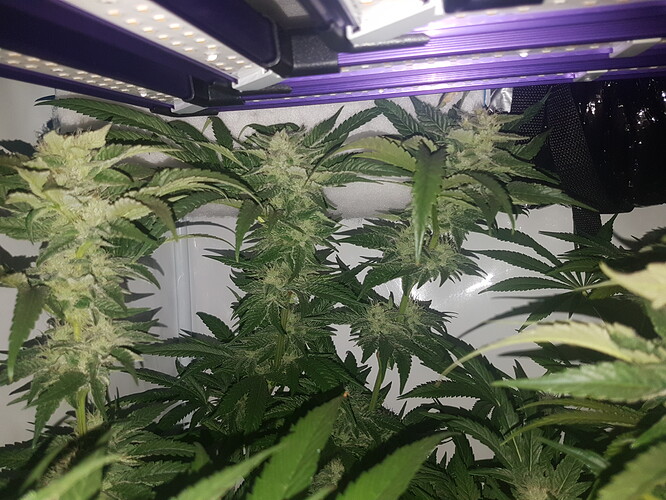 Growreport Bild 7