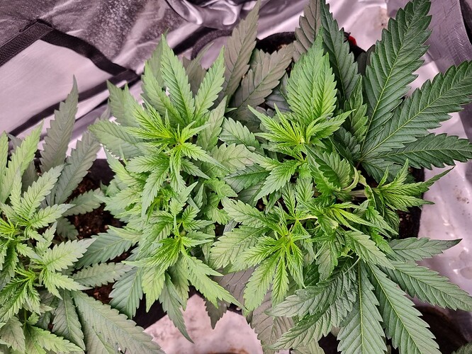 Growreport Bild 15