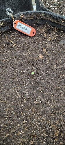 Growreport Bild 37