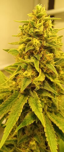 Growreport Bild 15