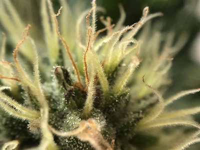 Growreport Bild 2