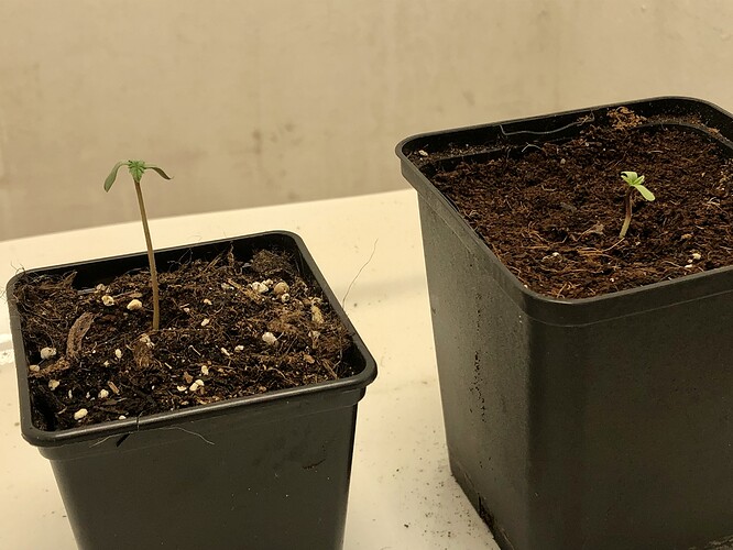 Growreport Bild 1
