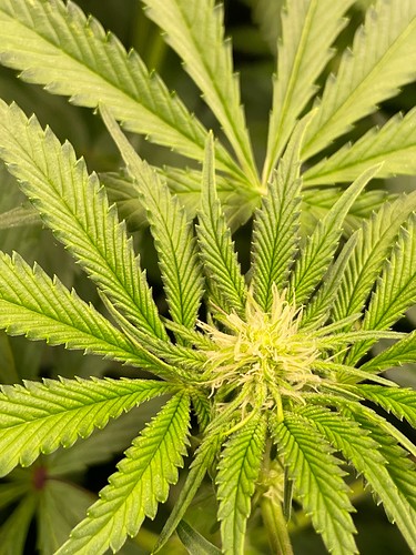 Growreport Bild 4