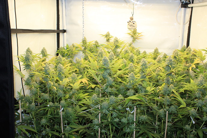 Growreport Bild 1