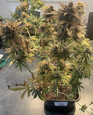 Growreport Bild 11